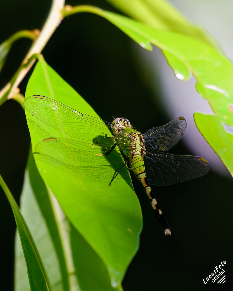 Female Eastern Pondhawk