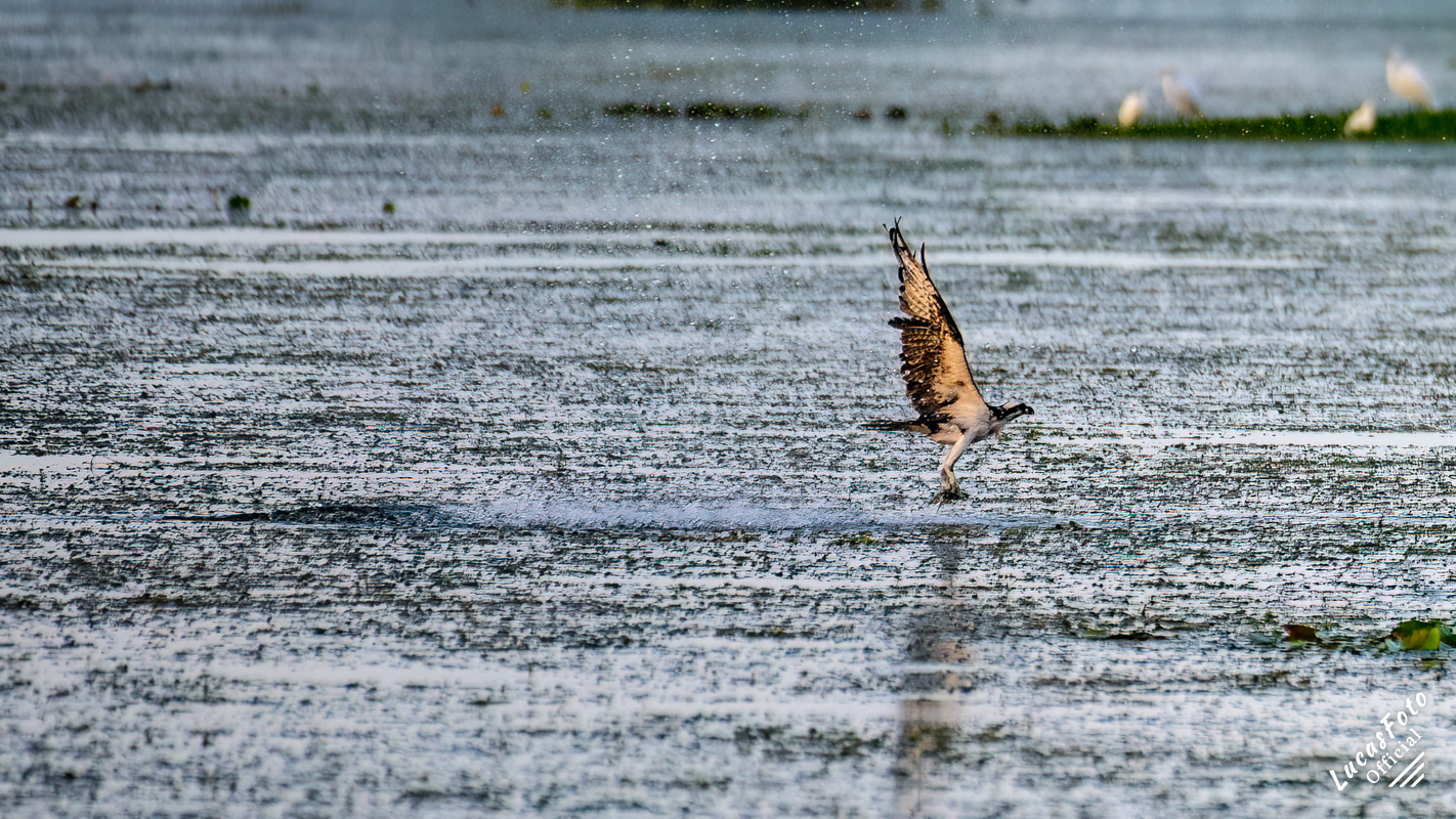 Osprey