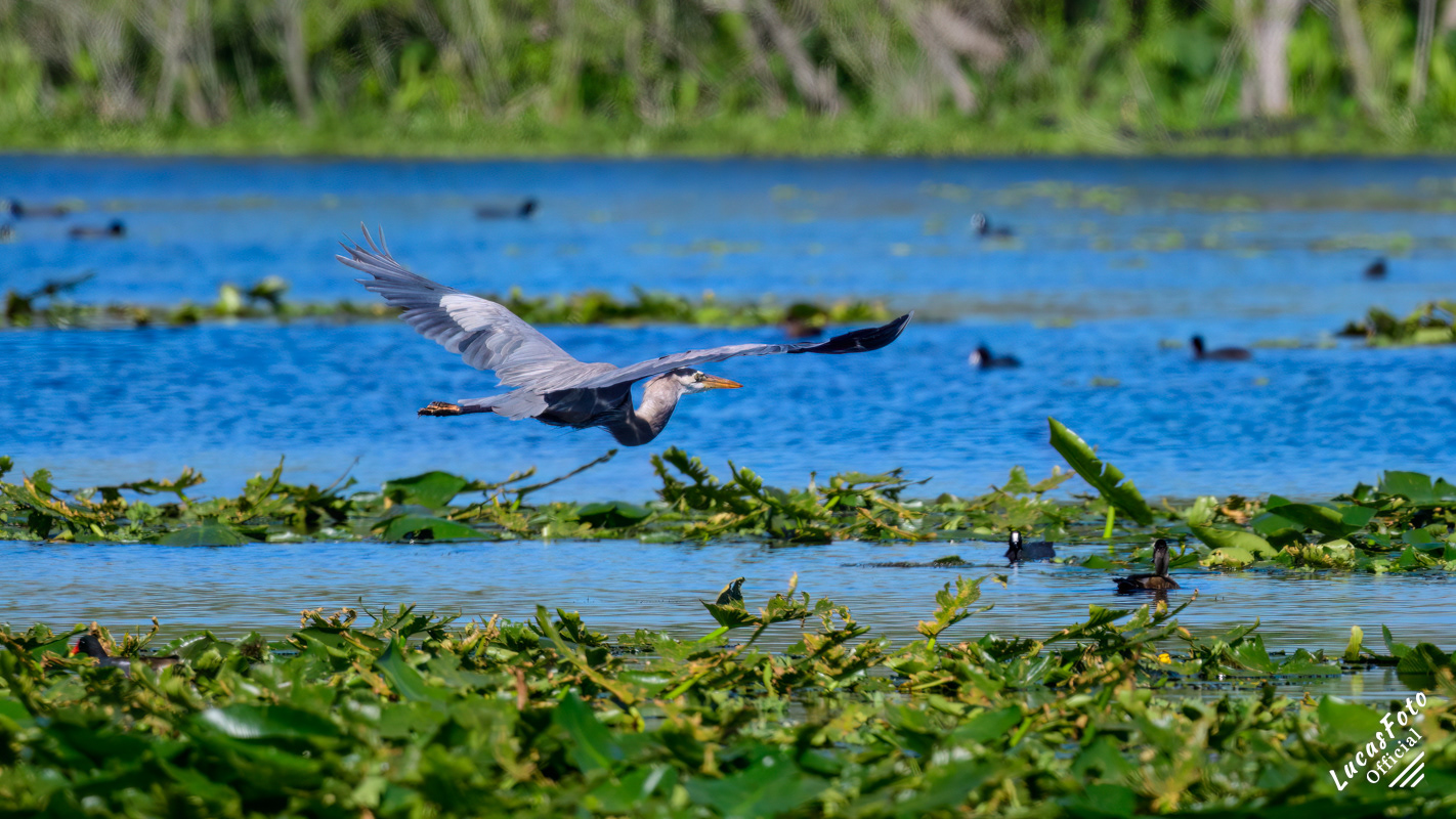 Great Blue Heron