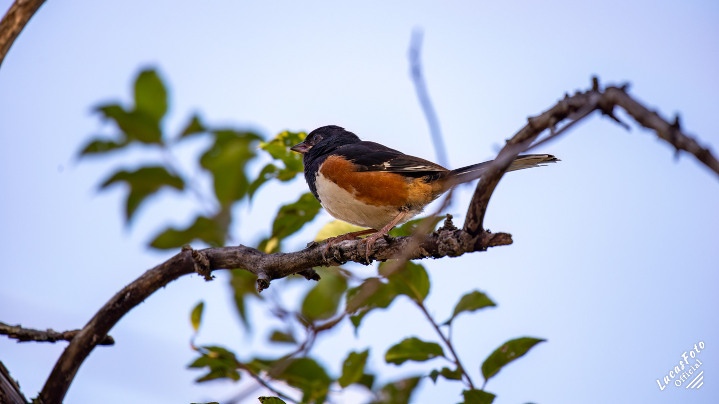 Eastern Towhee