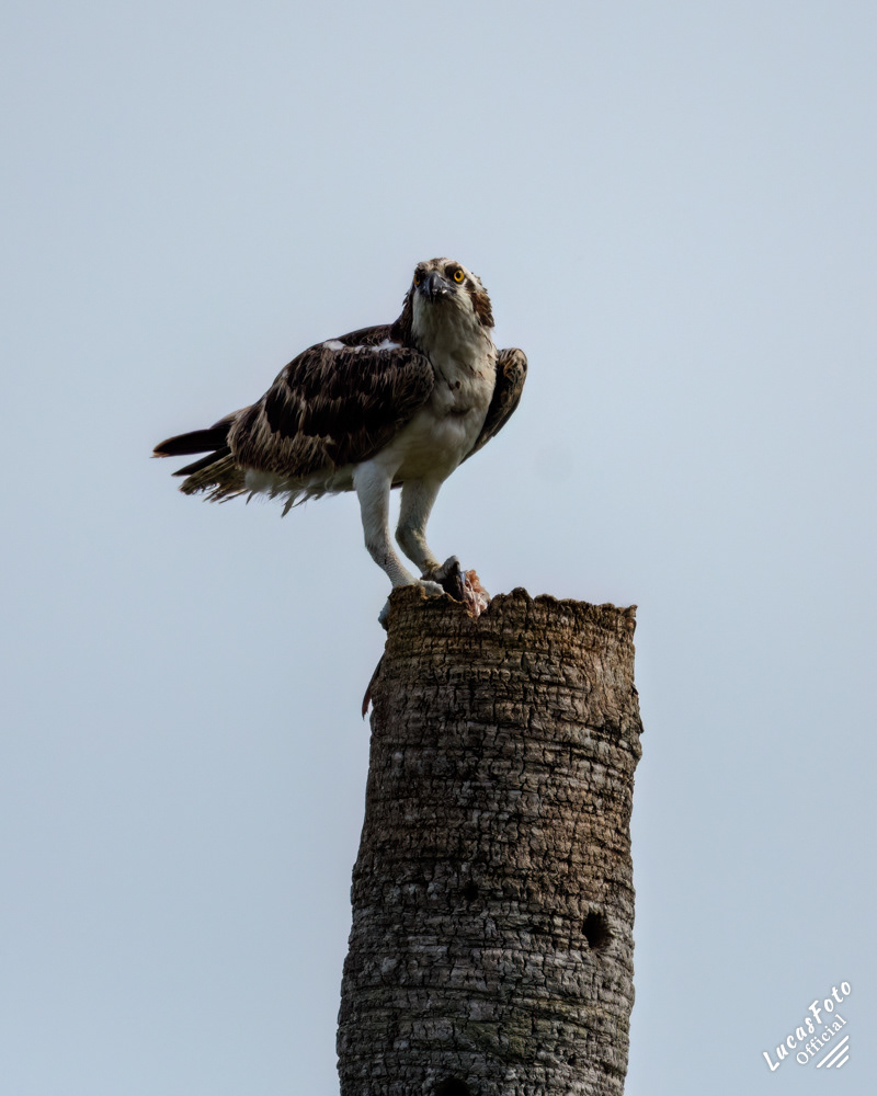 Osprey
