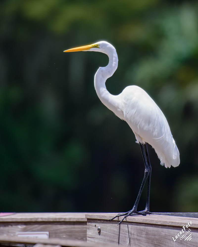 Great Egret