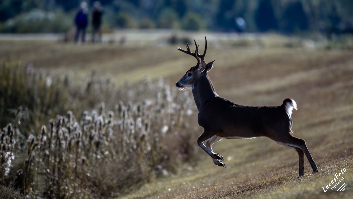 Whitetail