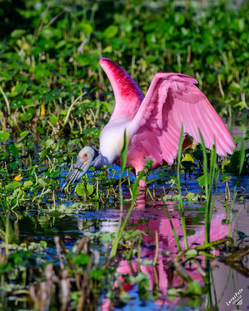 Roseate Spoonbill