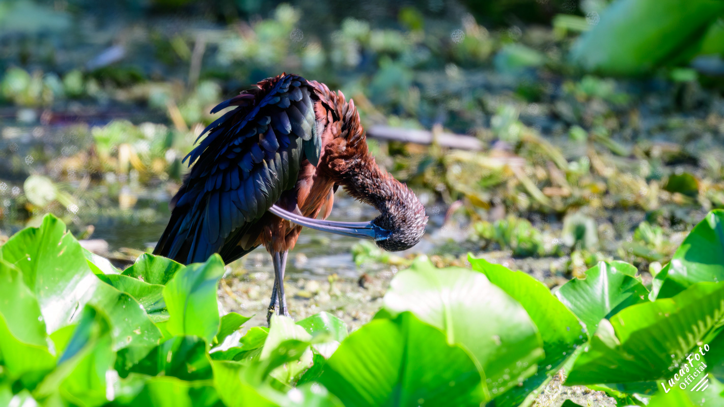 Glossy Ibis