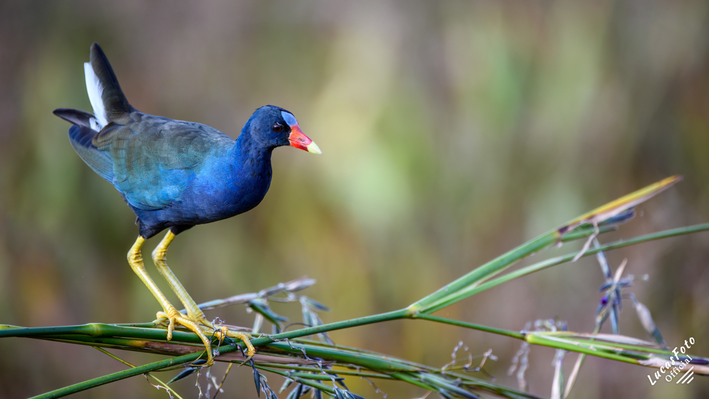 Purple Gallinule