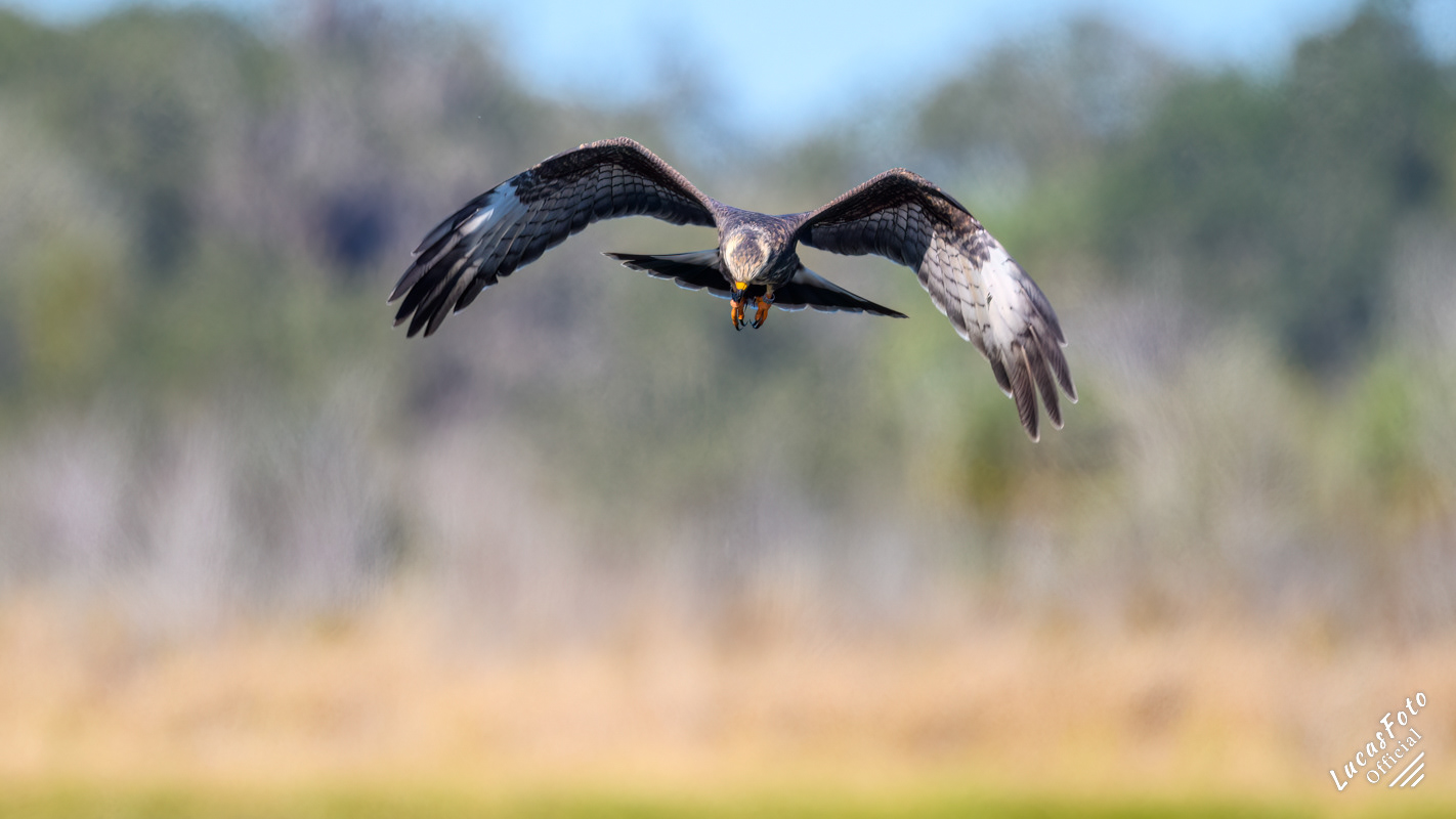 Snail Kite
