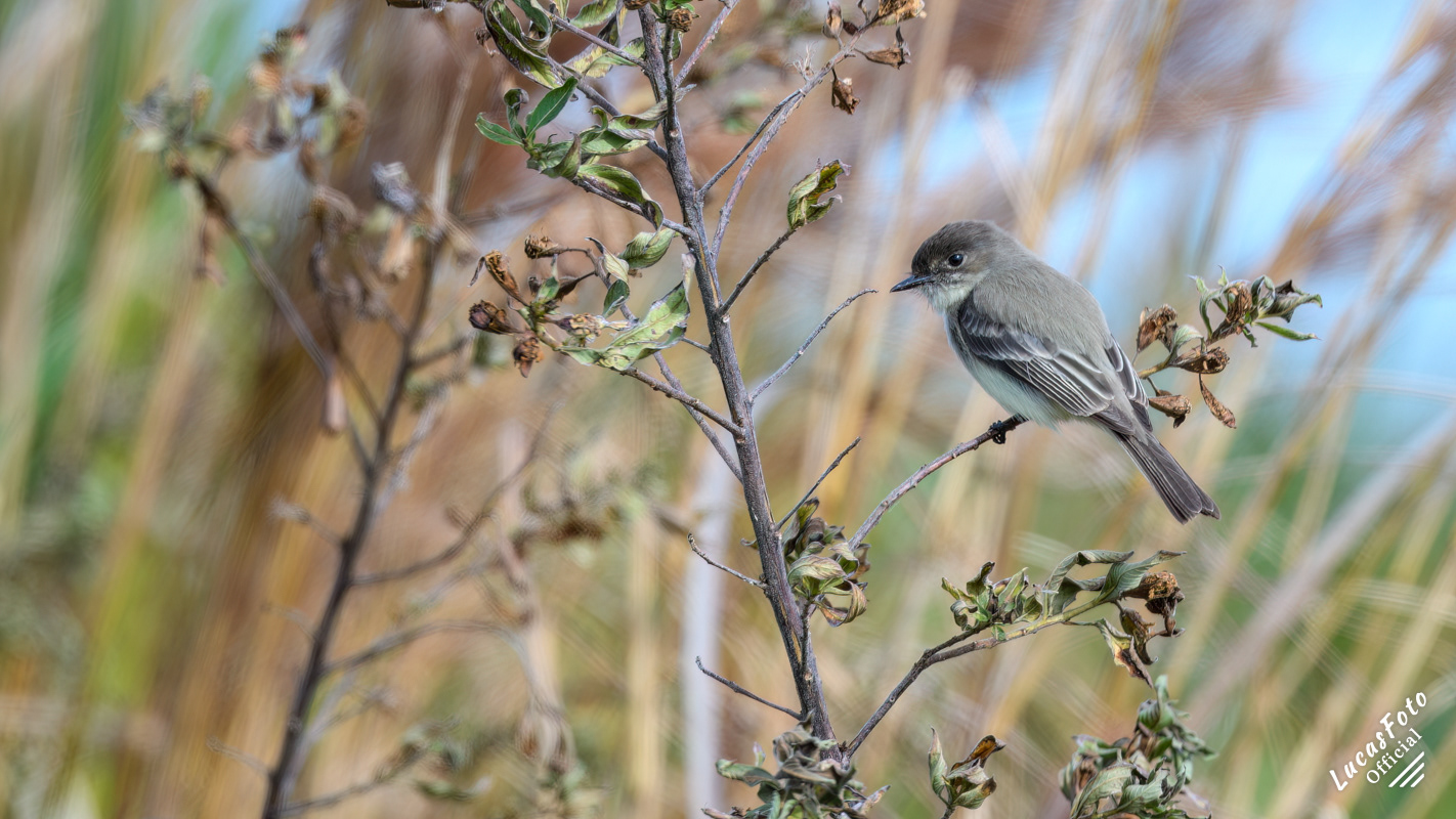 Eastern Phoebe