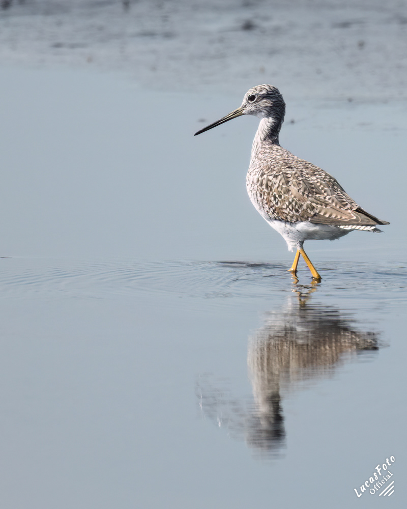 Greater Yellowlegs