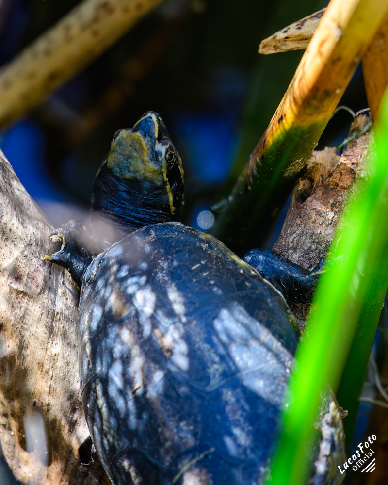 Striped Mud turtle