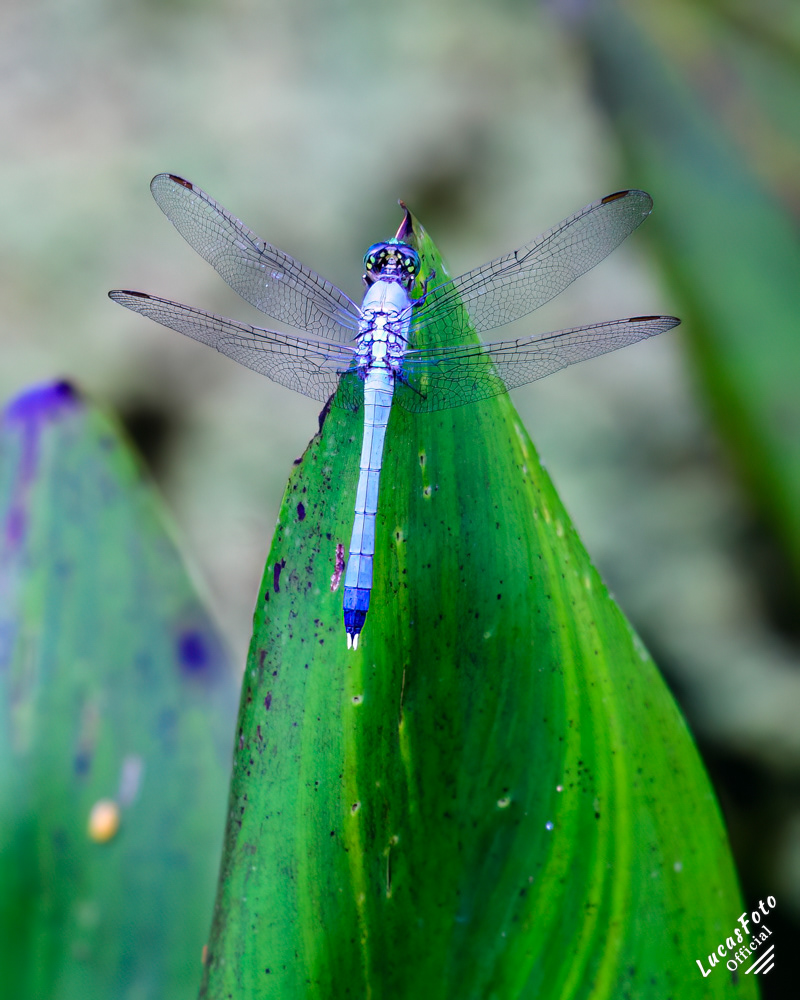 Male Eastern Pondhawk