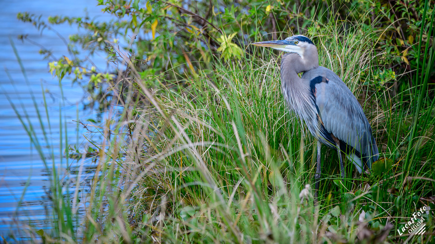 Great Blue Heron