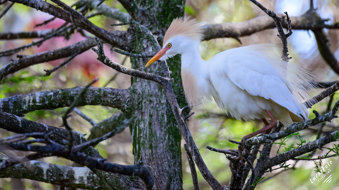 Cattle Egret