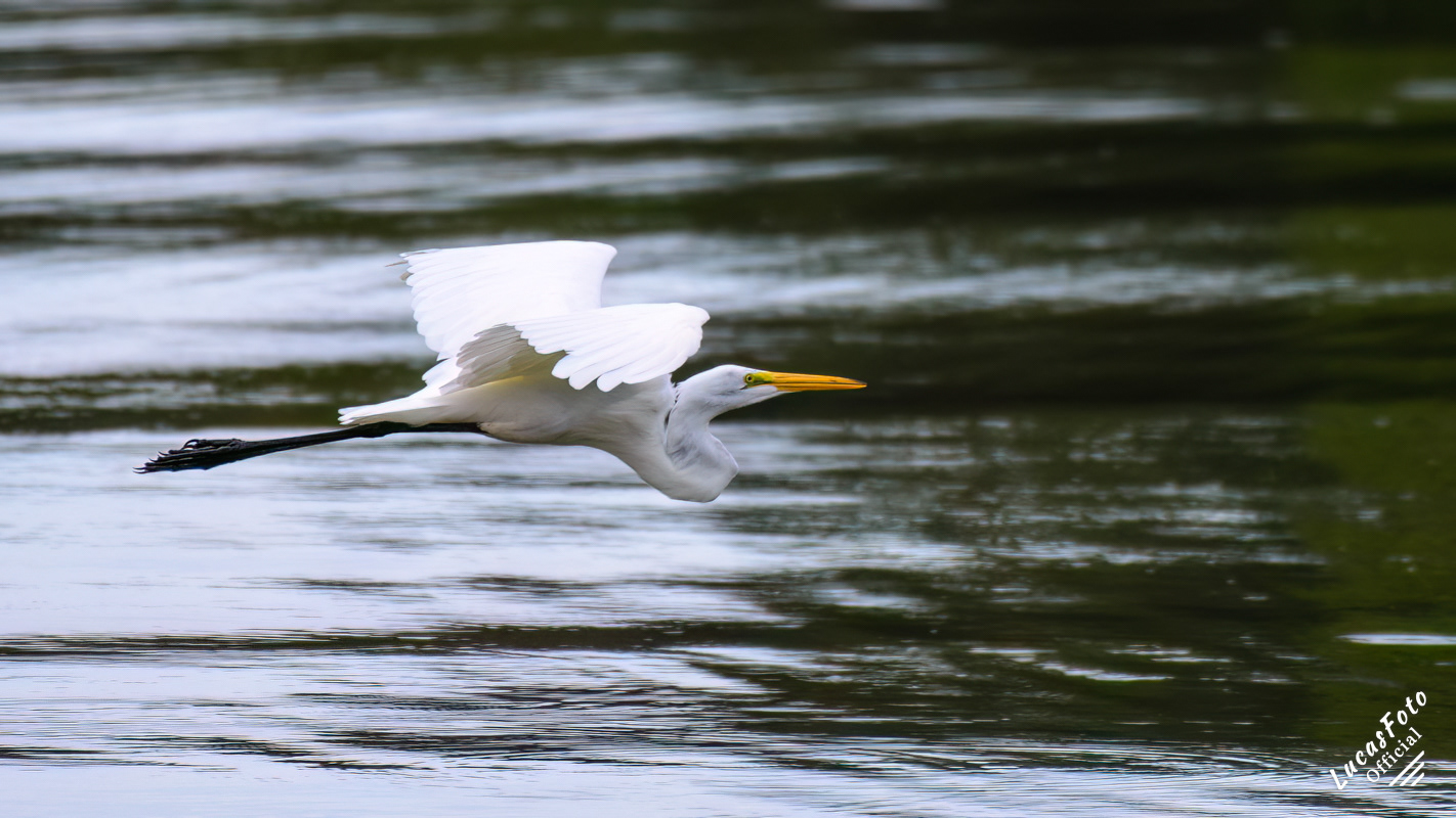 Great Egret
