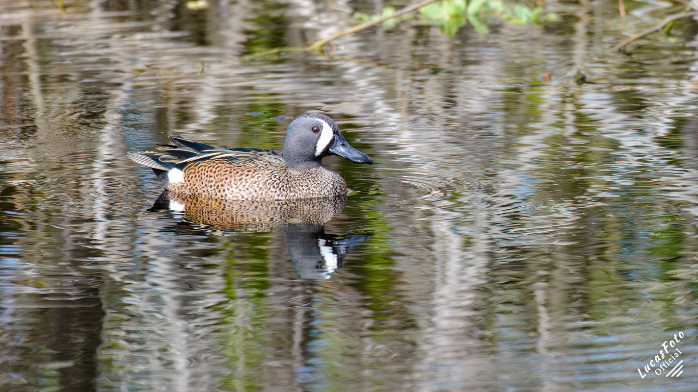 Blue-winged Teal