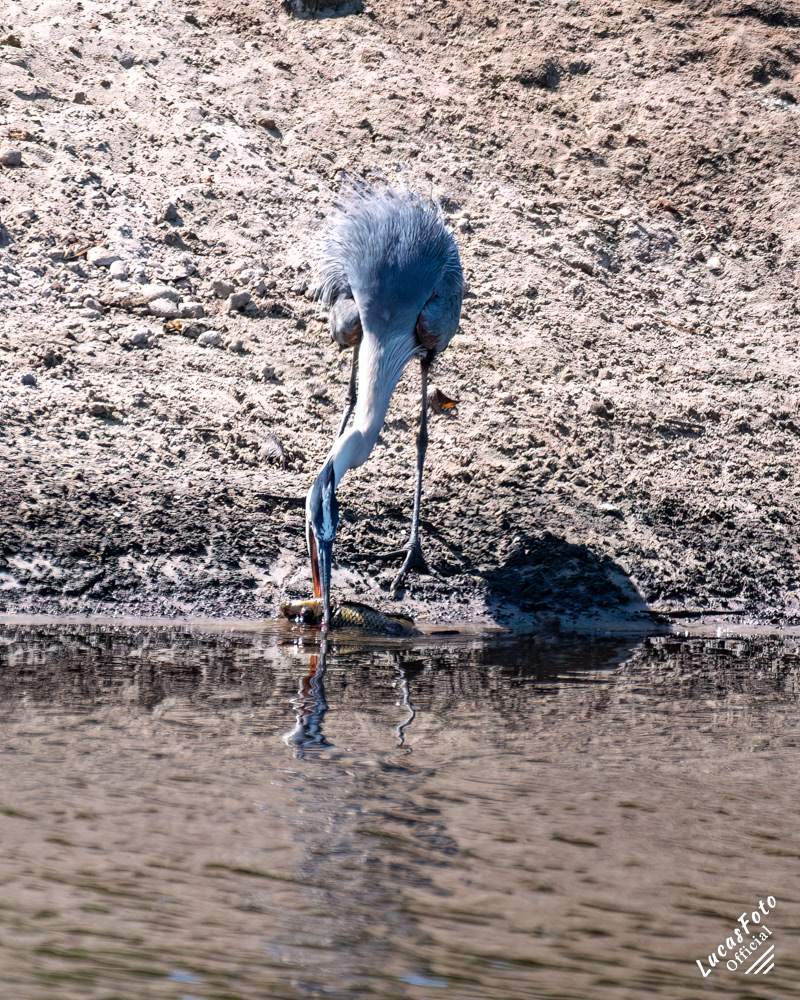 Great Blue Heron