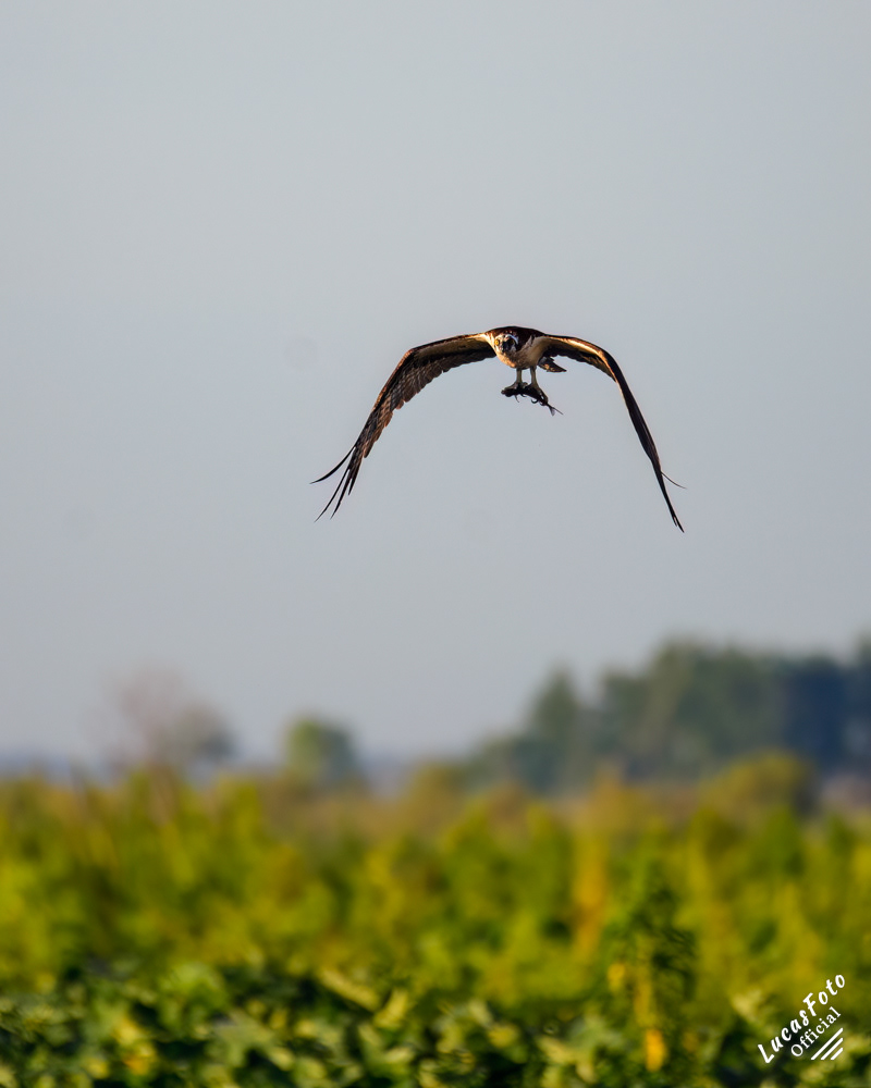 Osprey