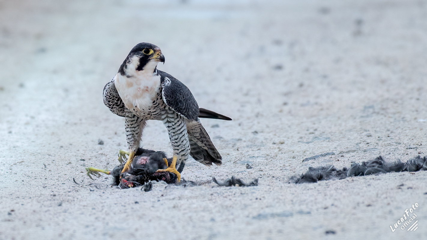 Peregrine Falcon