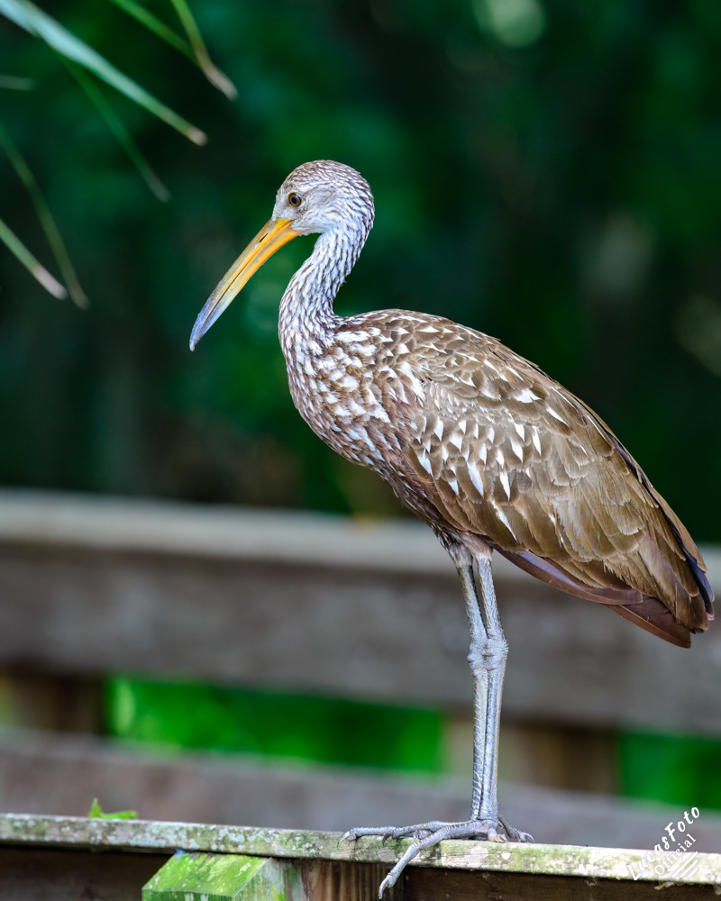 Limpkin