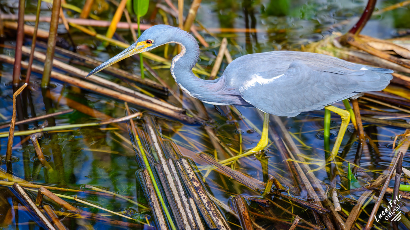Tricolored Heron