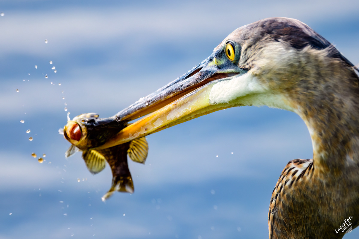Great Blue Heron