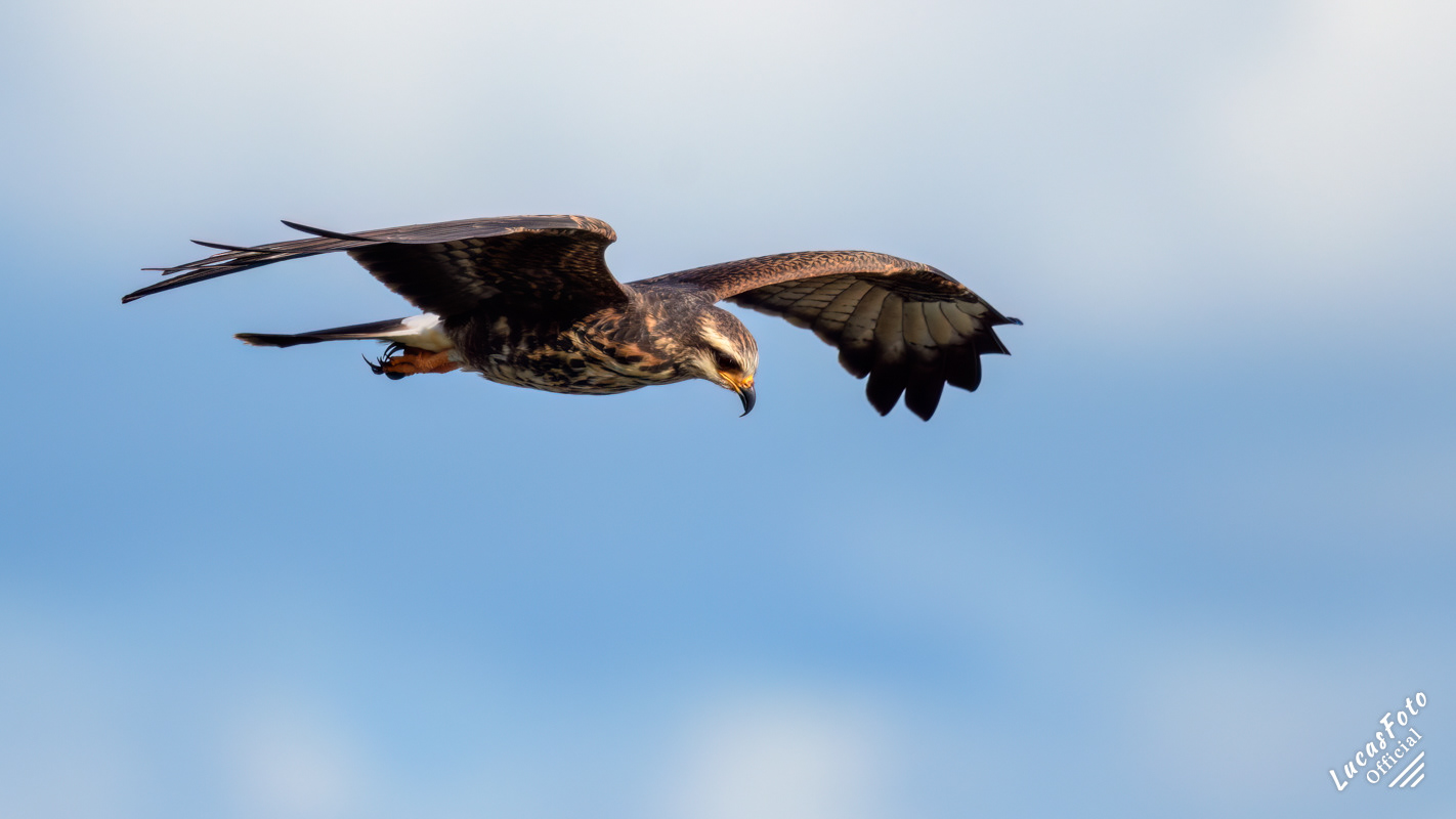 Snail Kite