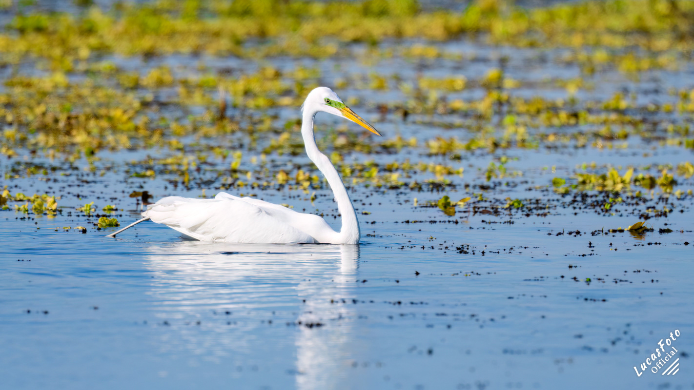 Great Egret