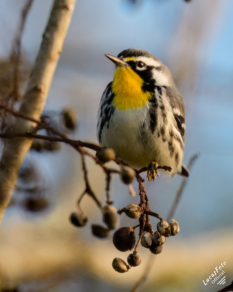 Yellow-throated Warbler
