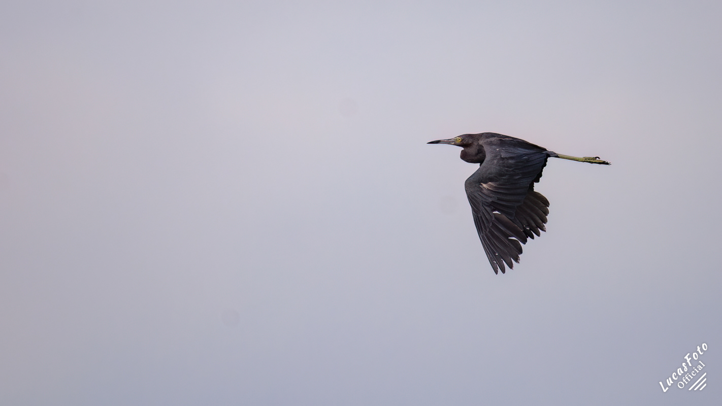 Little Blue Heron