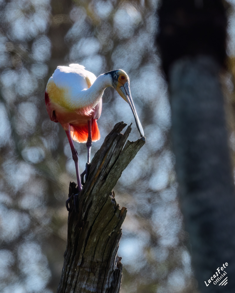 Roseate Spoonbill