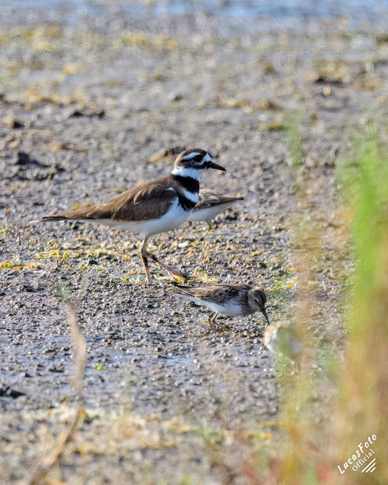 Killdeer