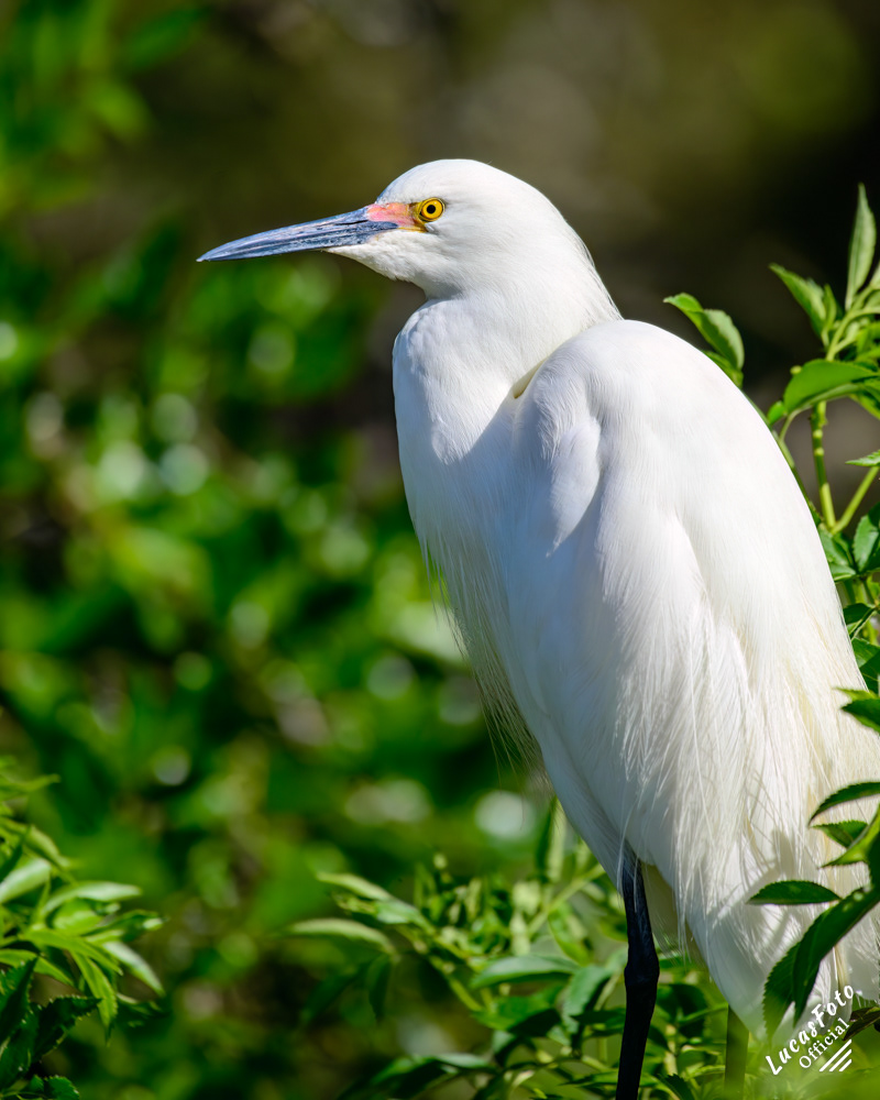 Snowy Egret