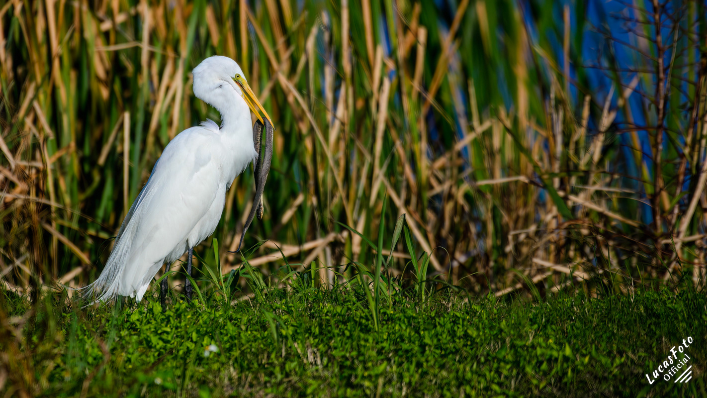 Great Egret