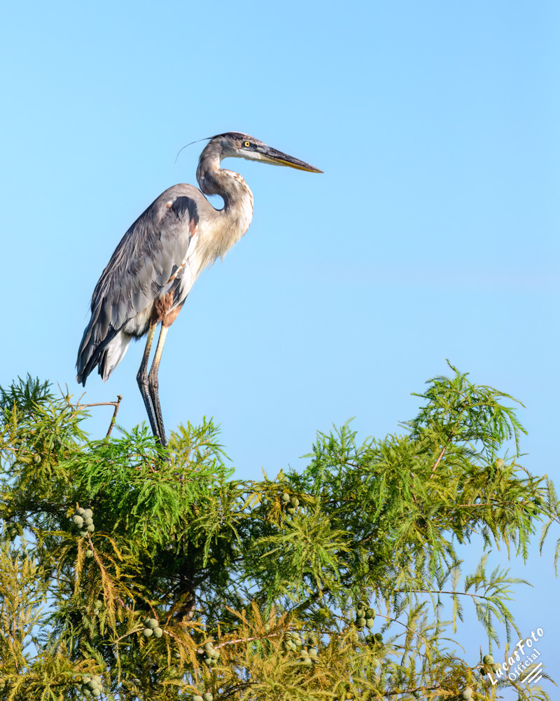 Great Blue Heron