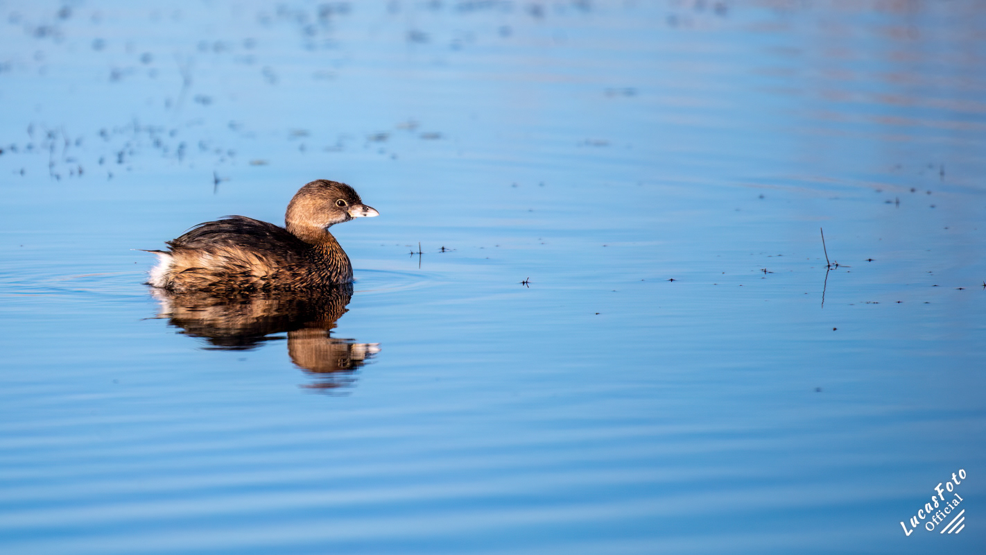 Pied-billed Grebe