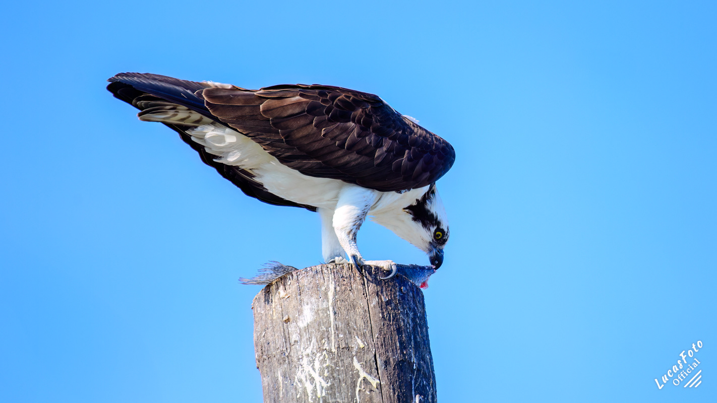 Osprey