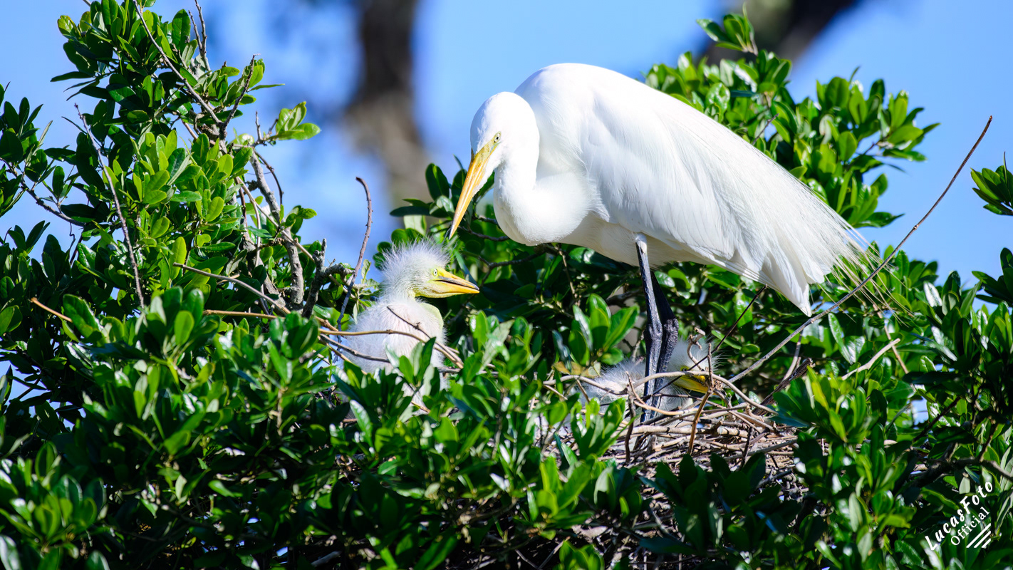 Great Egret