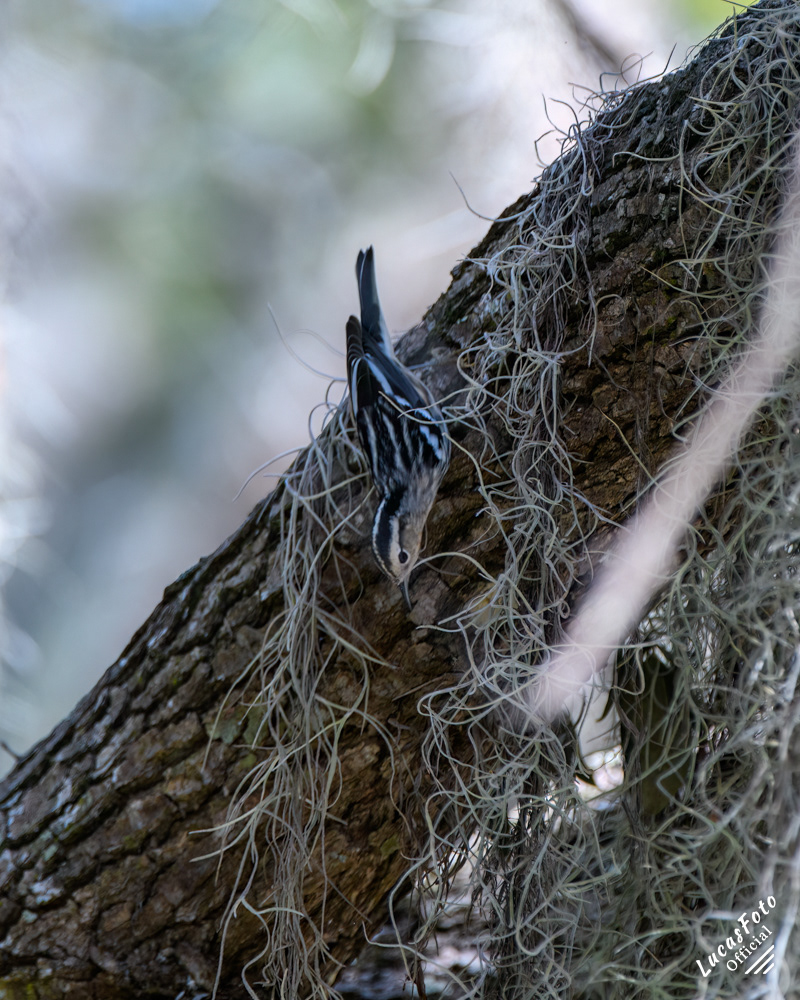 Black-and-white Warbler