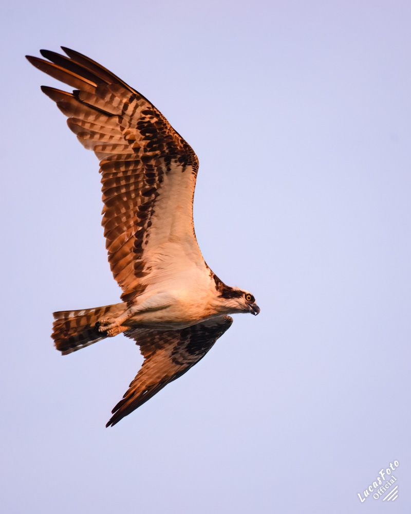 Osprey