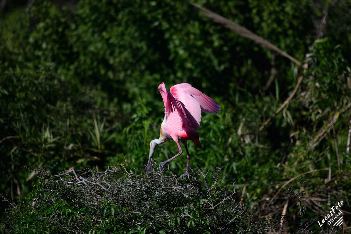 Roseate Spoonbill