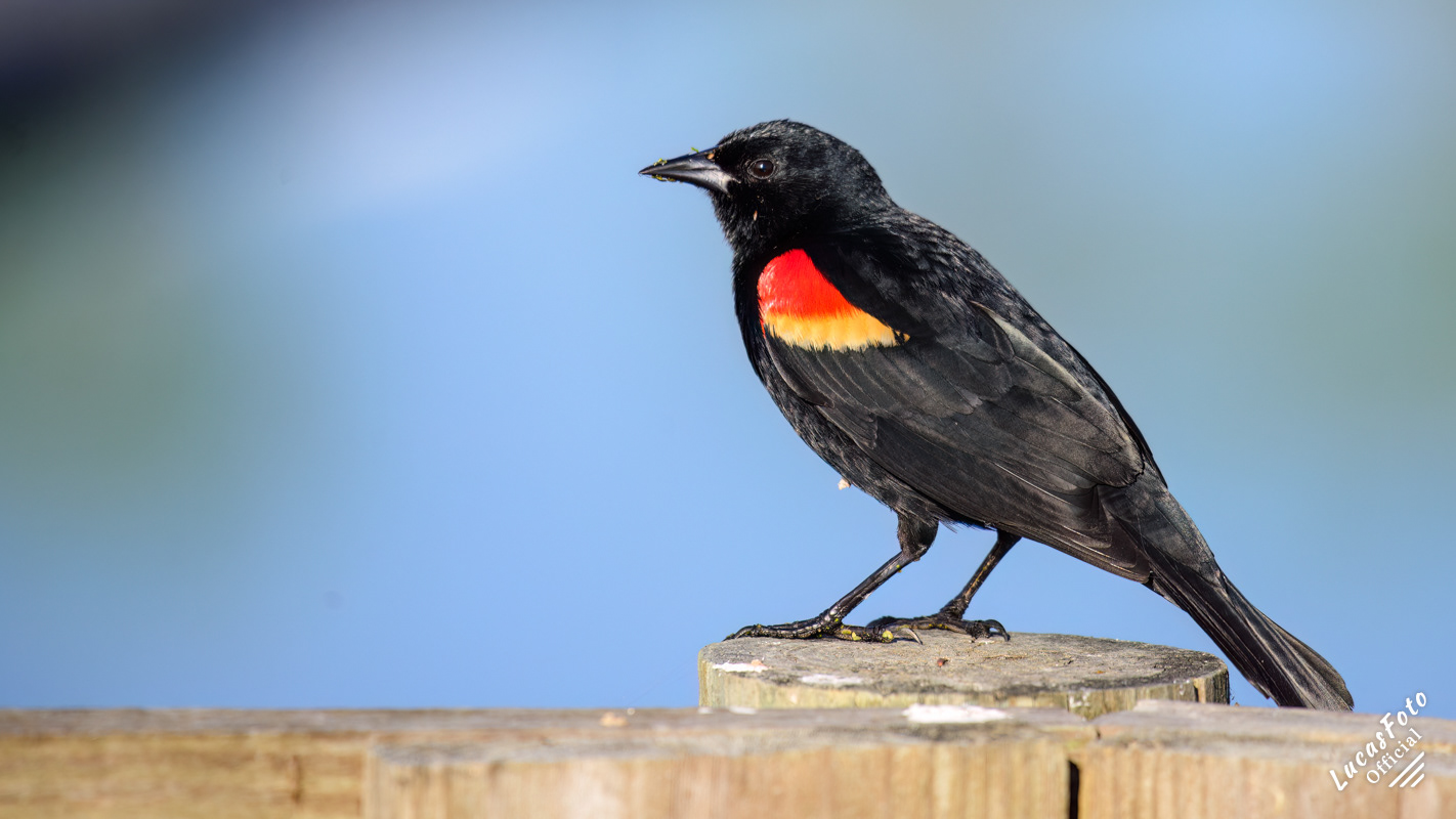 Red-winged Blackbird