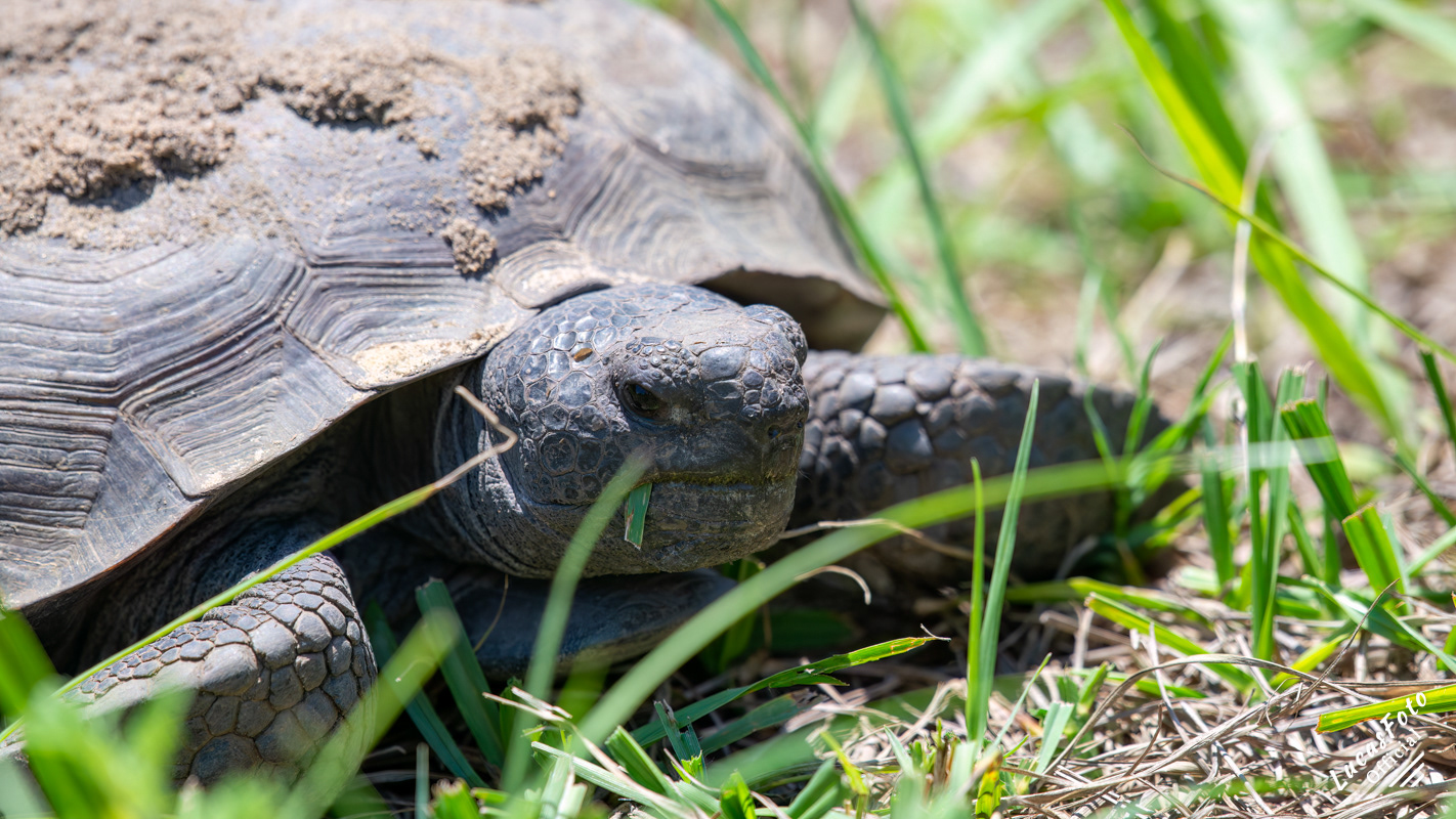 Gopher tortoise