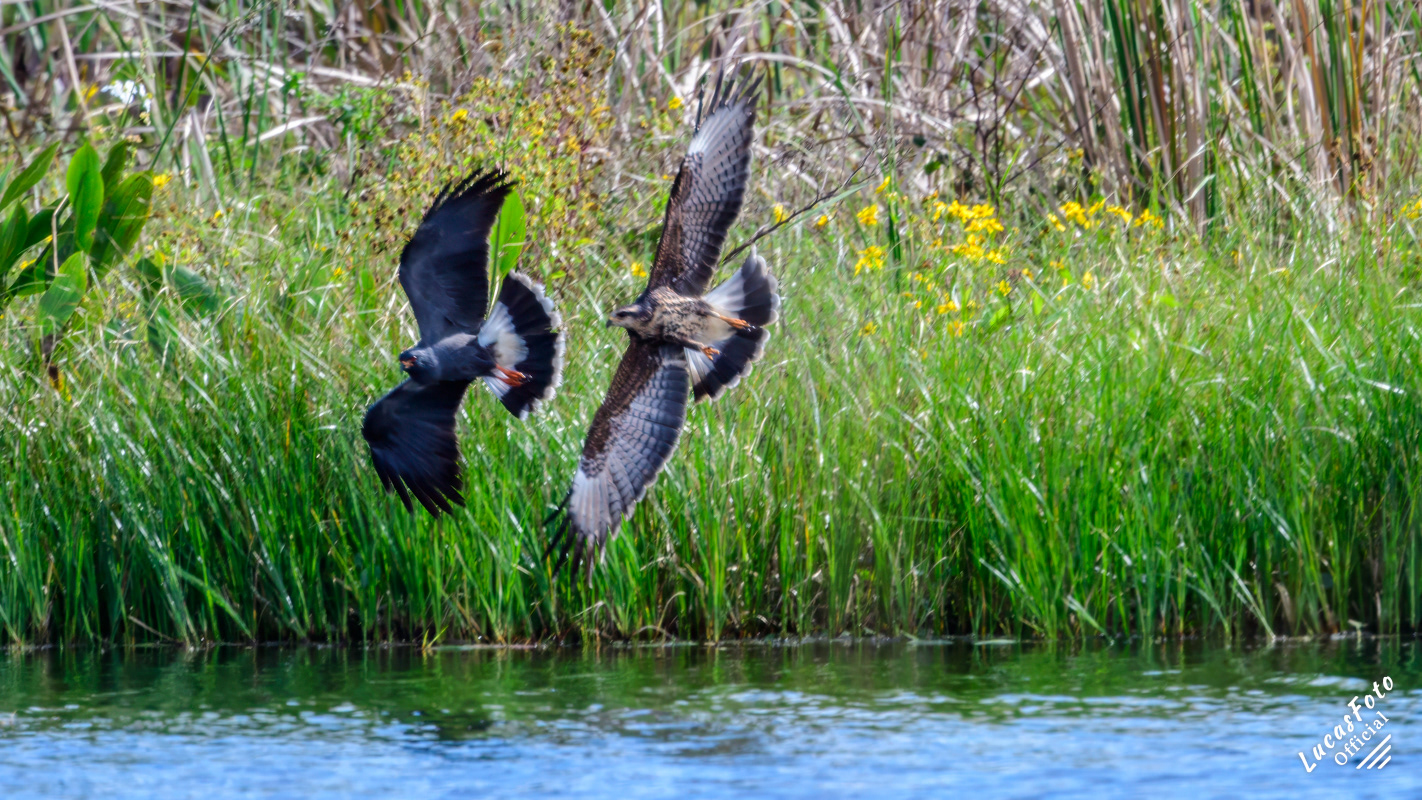 Snail Kite