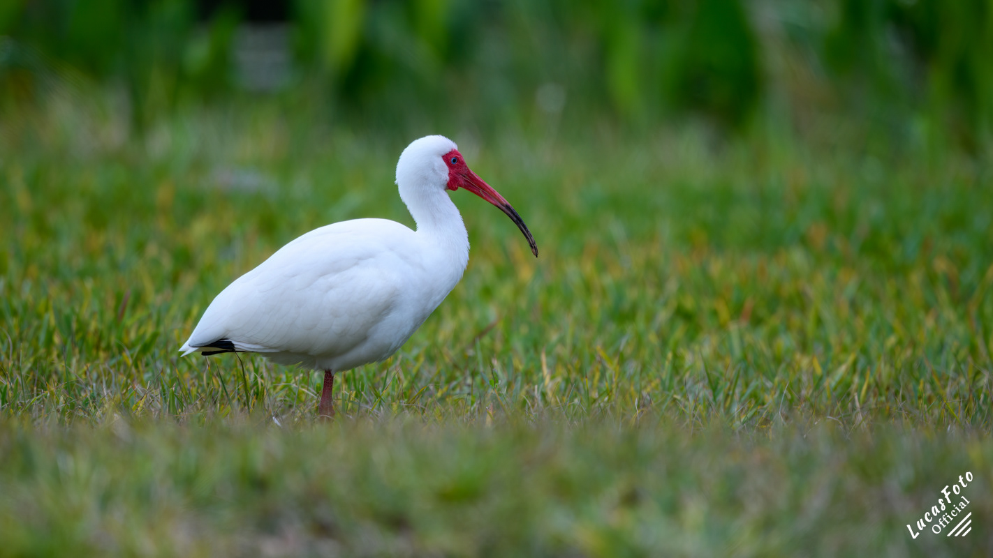 White Ibis