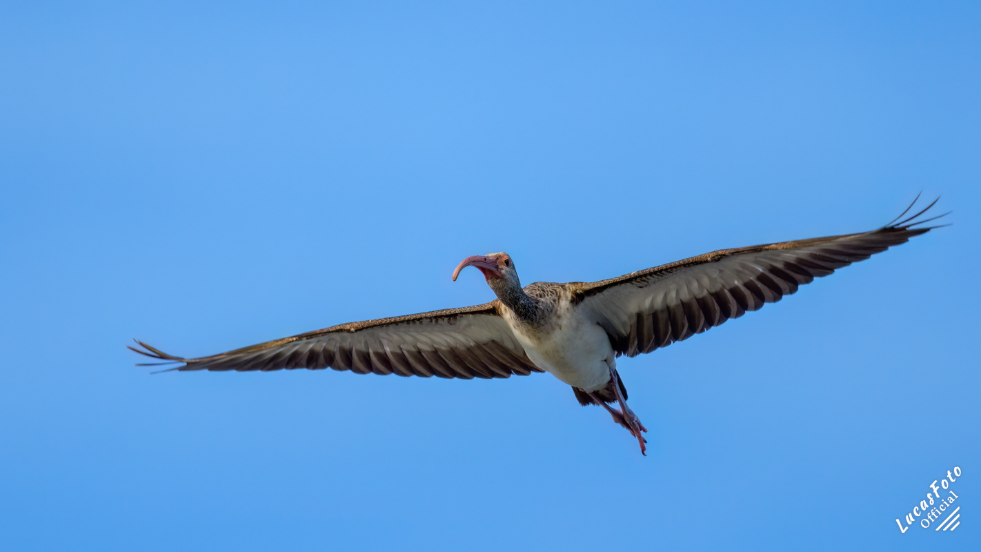 Juvenile White Ibis