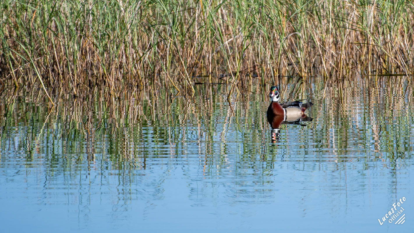 Wood Duck