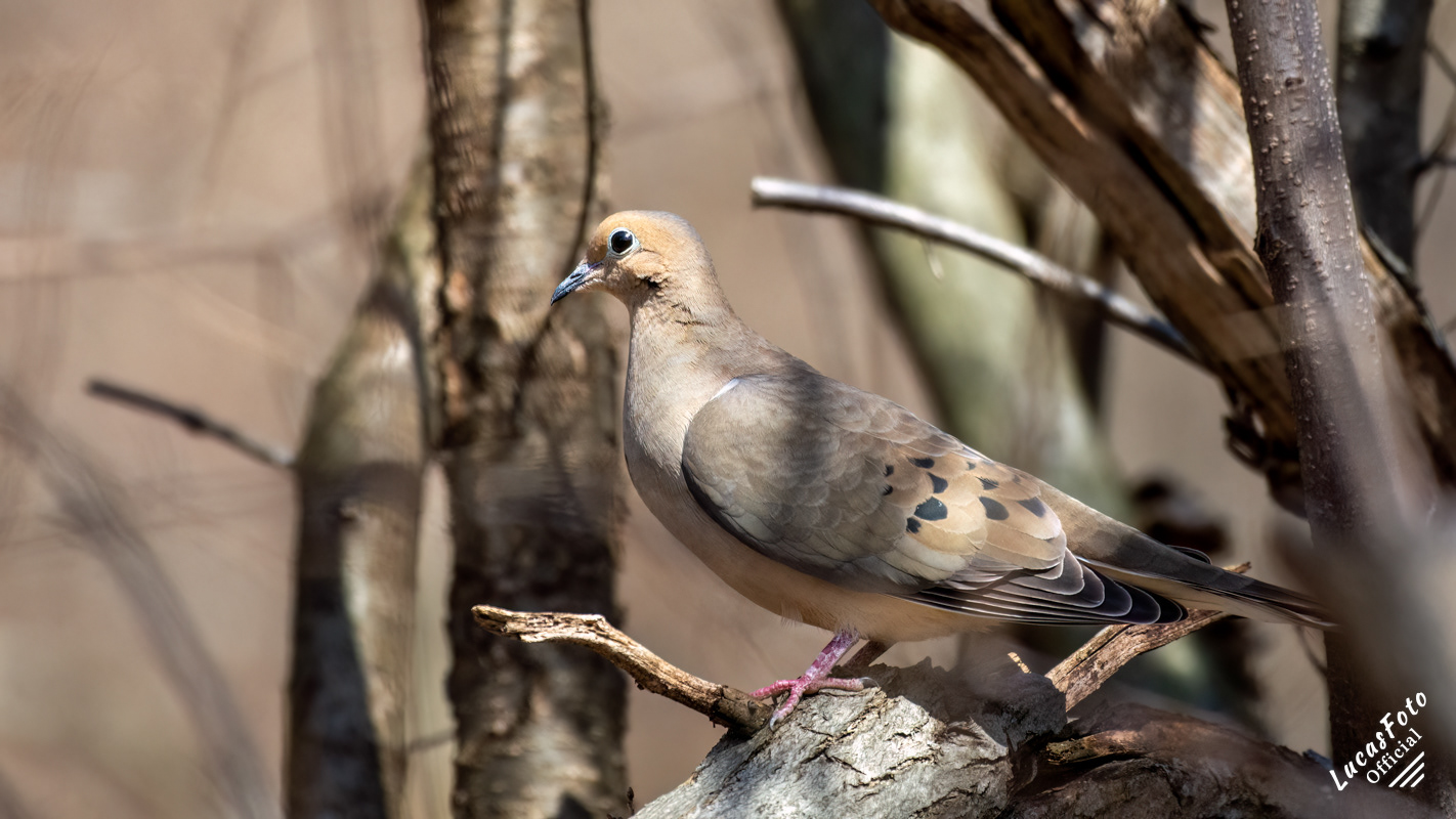 Mourning Dove