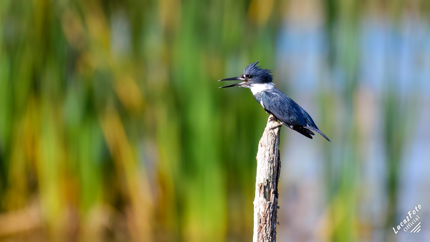 Belted Kingfisher