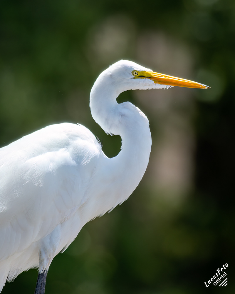 Great Egret
