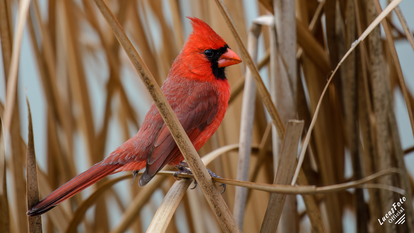 Northern Cardinal